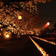 本妙寺桜燈篭5.jpg